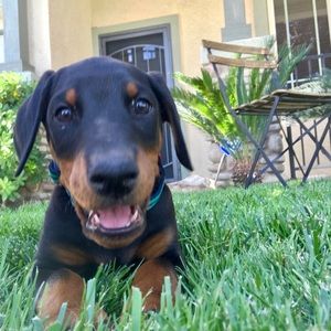 Meet your Posher, Johana